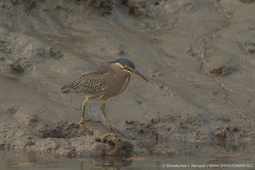 Black Capped Night Heron, Sundarbans