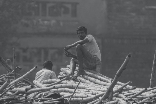 Local villager selling bamboo at Sundarbans