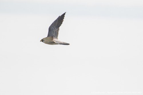 Flight of Peregrine falcon, Sundarbans 