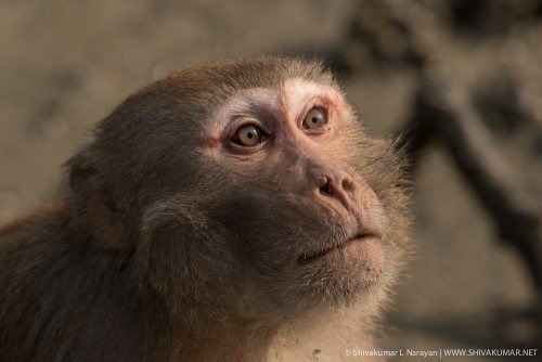 Overcurious macaque at Sundarbans