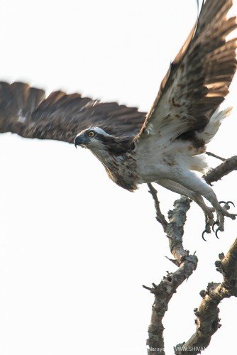 Osprey taking off at Sundarbans