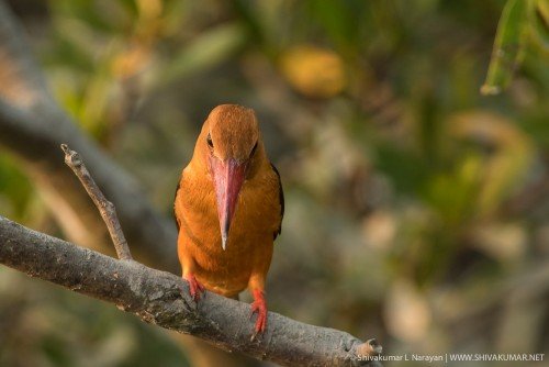 Angry Young Man aka Brown Winged Kingfisher at Sundarbans
