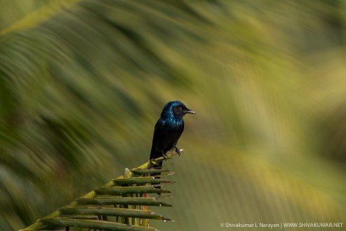 Bronzed Drongo at Sundarbans