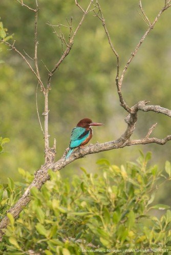 White Throated Kingfisher at Sundarbans 